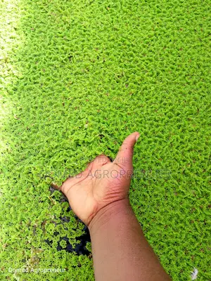 Azolla Water Plant