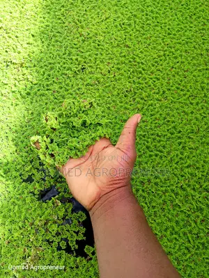 Azolla Water Plant