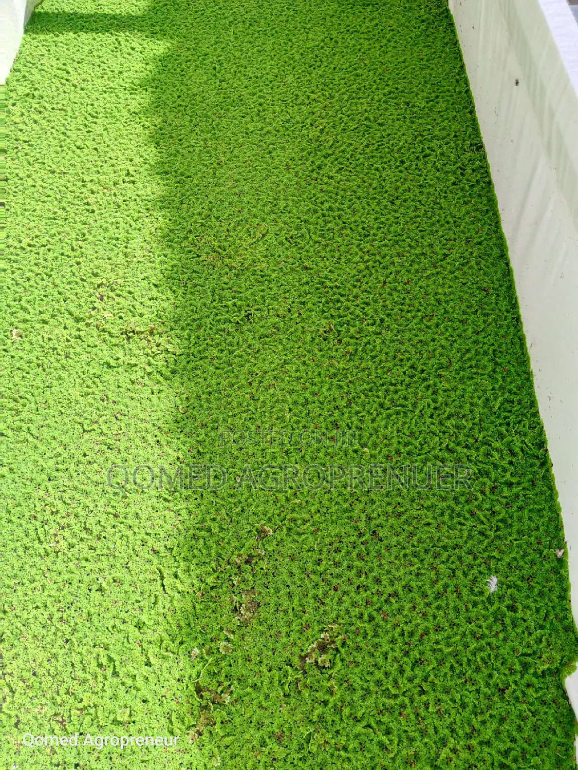 Azolla Water Plant