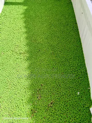 Azolla Water Plant