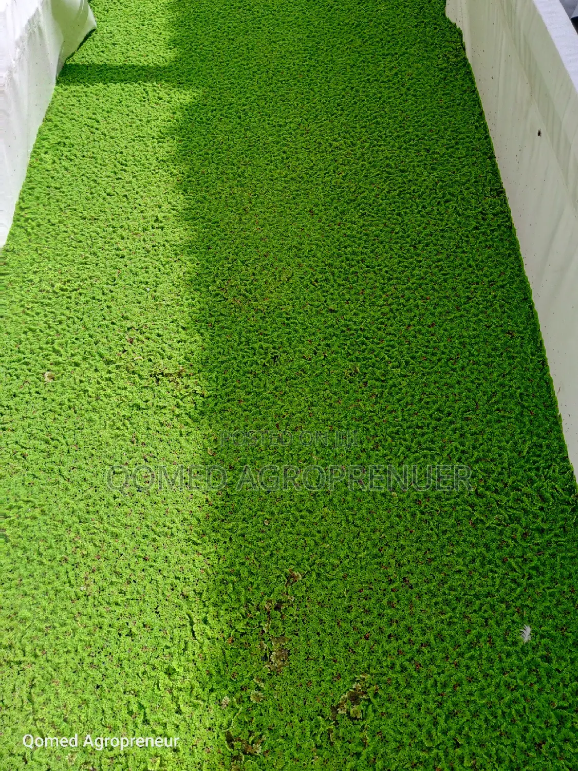 Azolla Water Plant