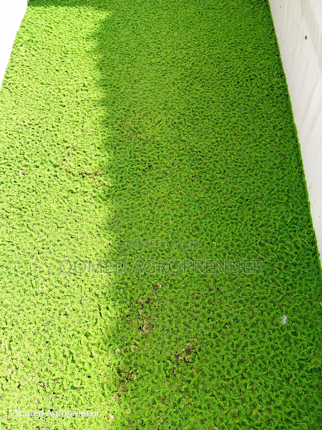 Azolla Water Plant