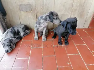 0-1 month Female Purebred Great Dane