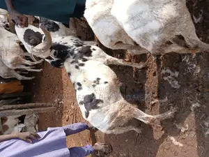 Healthy Rams