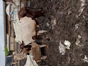 Medium Sized Healthy Cows