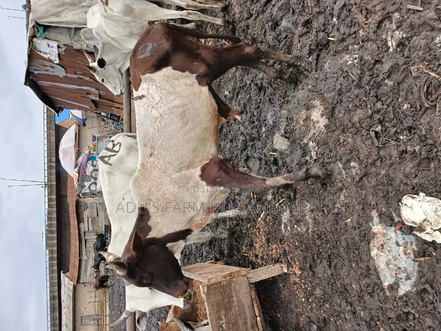 Medium Sized Healthy Cows