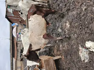 Medium Sized Healthy Cows