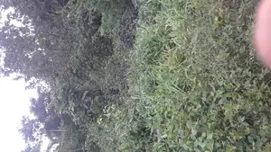 Photo - Acres of Land