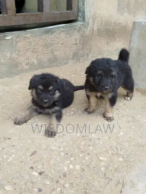 1-3 months Male Purebred German Shepherd