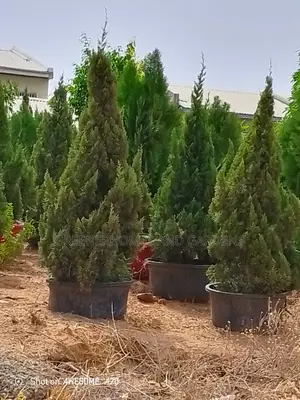 Conifa Plant