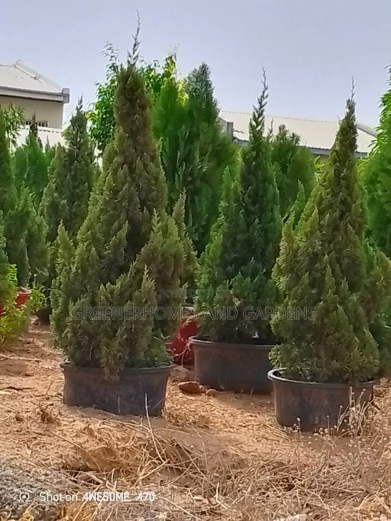 Conifa Plant