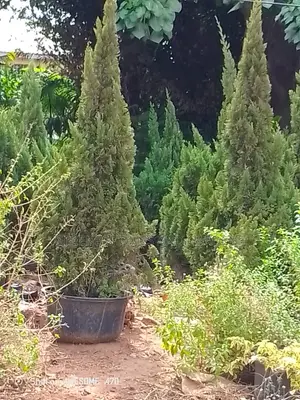 Conifa Plant
