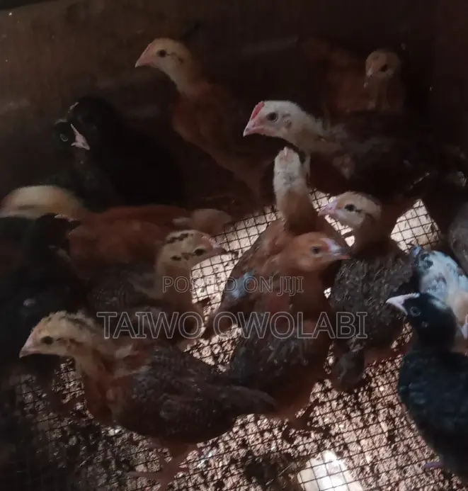 Fulani Chicken