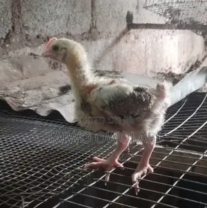 Fulani Chicken