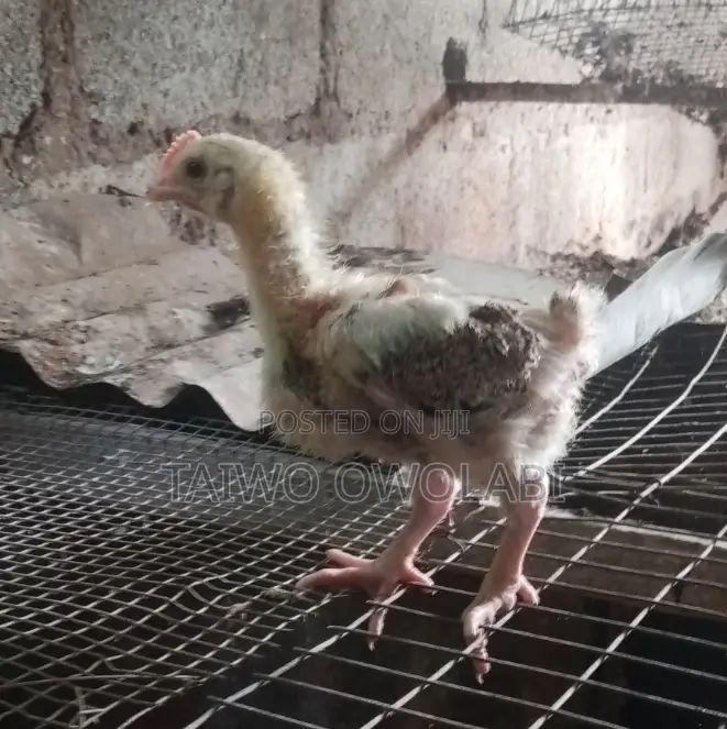 Fulani Chicken
