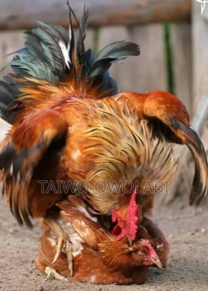 Fulani Chicken
