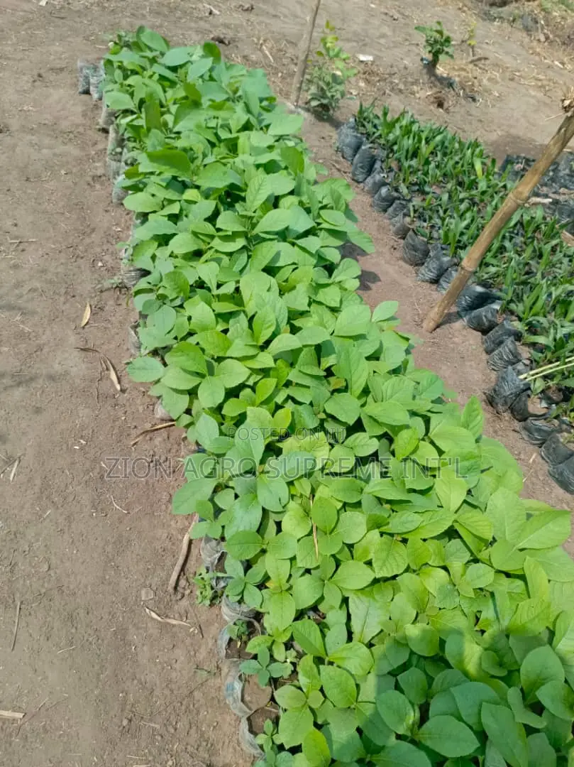 Teak Seedlings