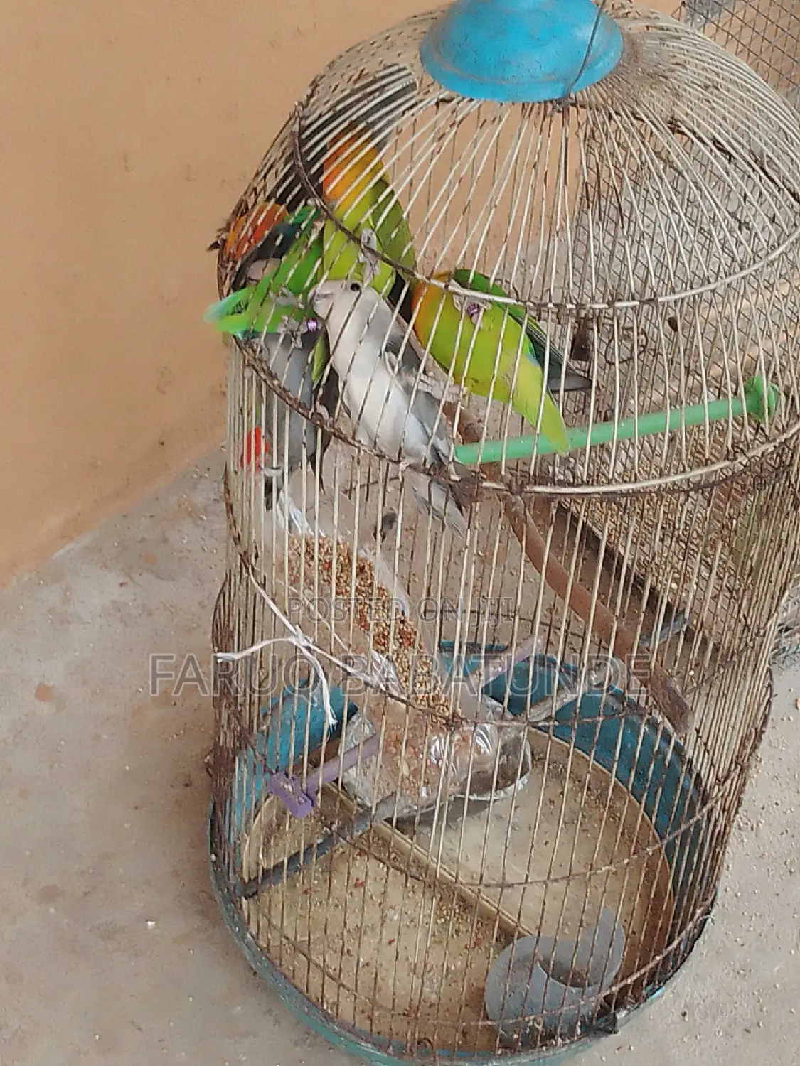 Love  Bird