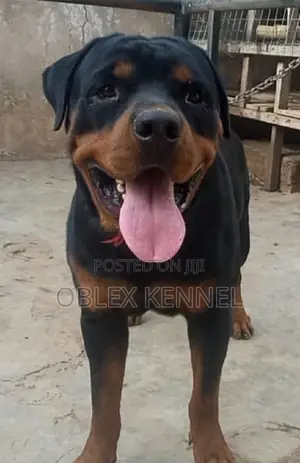 1+ year Male Purebred Rottweiler