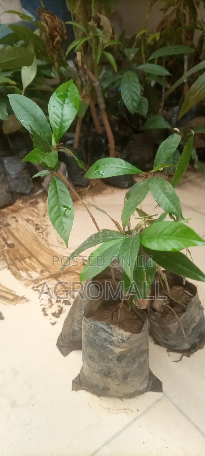 Star Apple Seedling_ Agbalumo (Cherry)