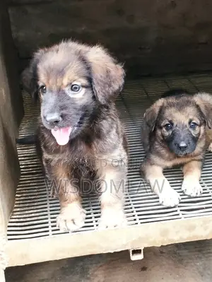 1-3 months Female Purebred German Shepherd