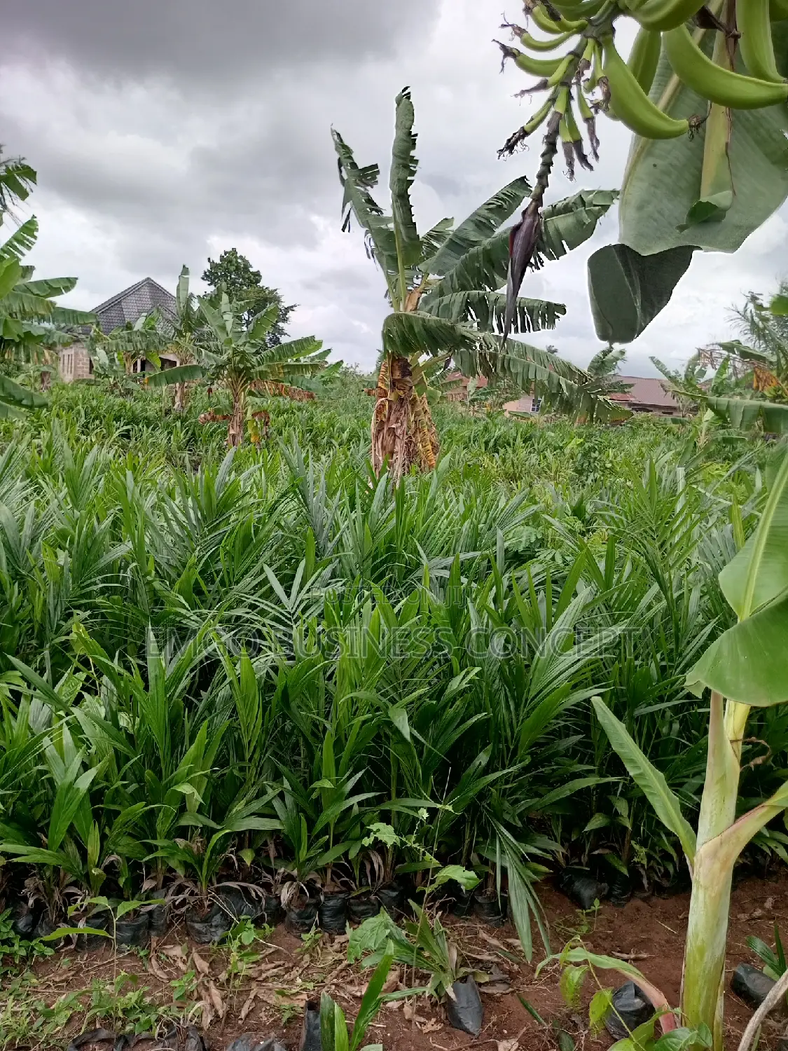 Palm Tree Seedlings (Tenera)
