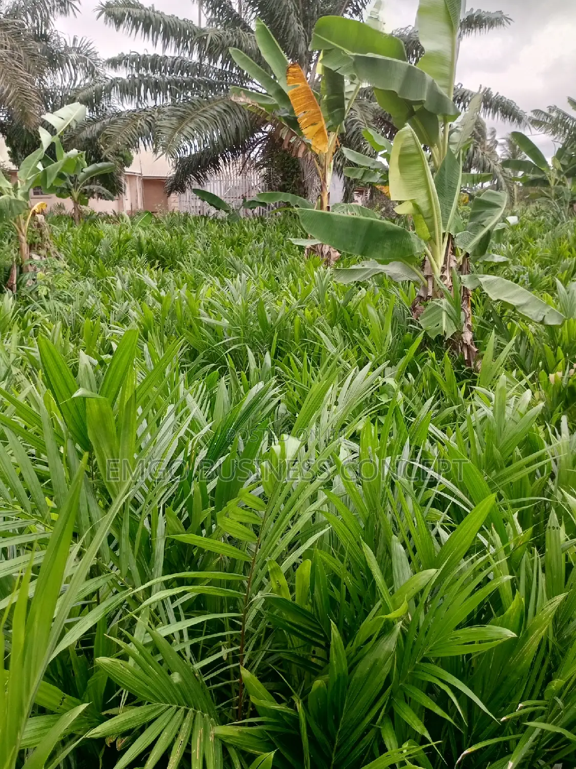 Palm Tree Seedlings (Tenera)