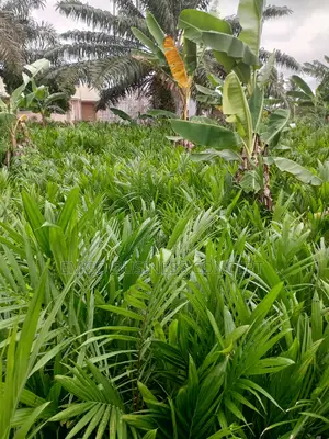 Palm Tree Seedlings (Tenera)