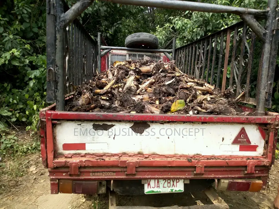 Plantain Suckers (Hybrid Variety)