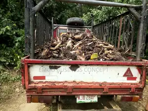Plantain Suckers (Hybrid Variety)