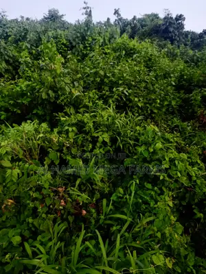 777.3 Acres of Farmland for Sale at 500,000 Per Acre