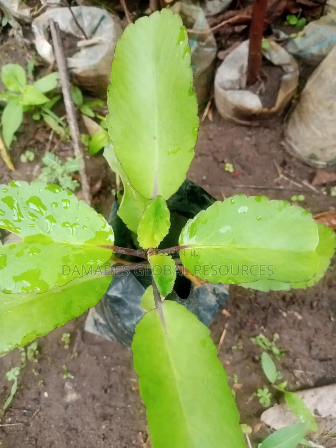 Miracle Plant( Abamoda)