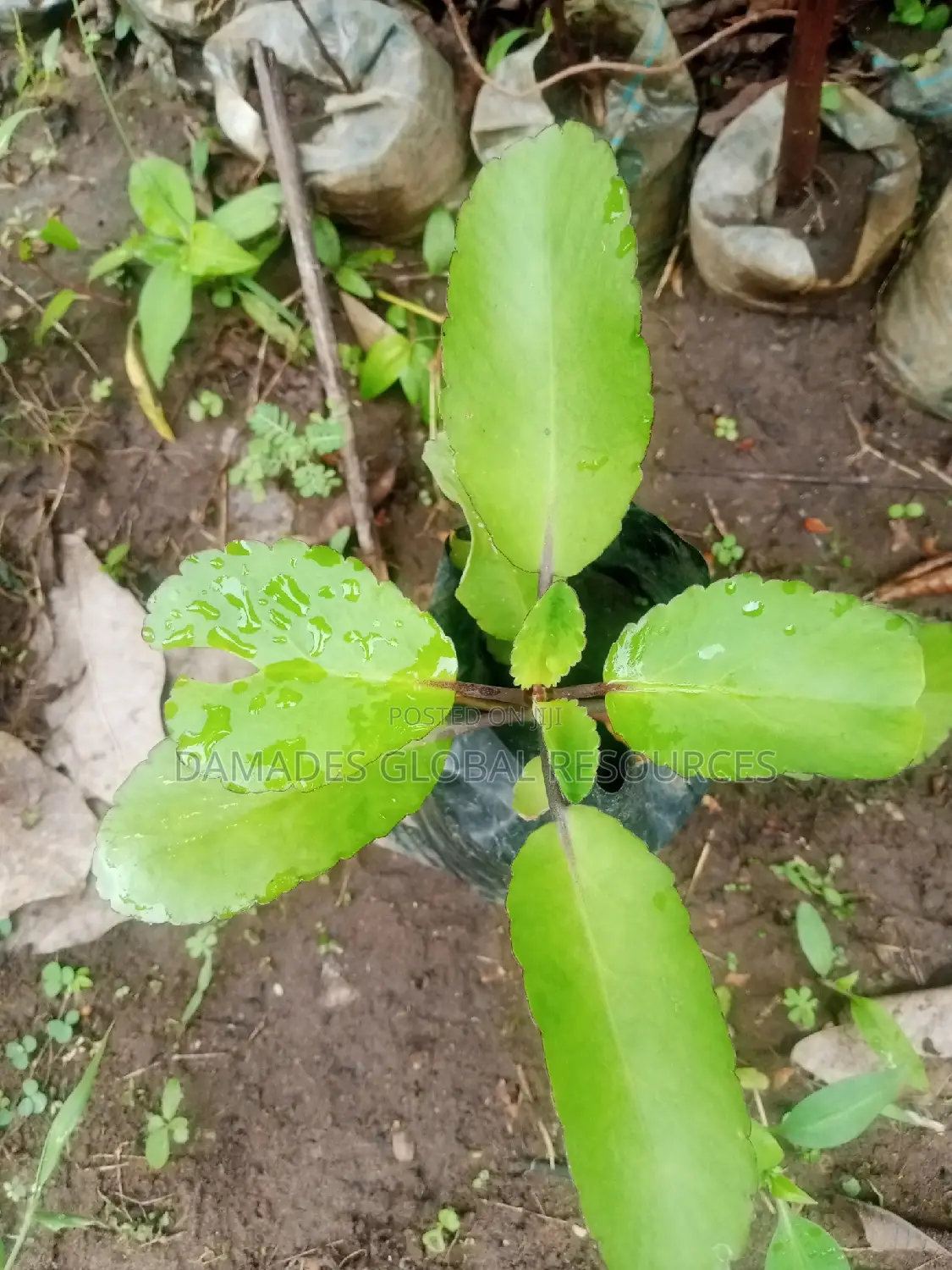 Miracle Plant( Abamoda)