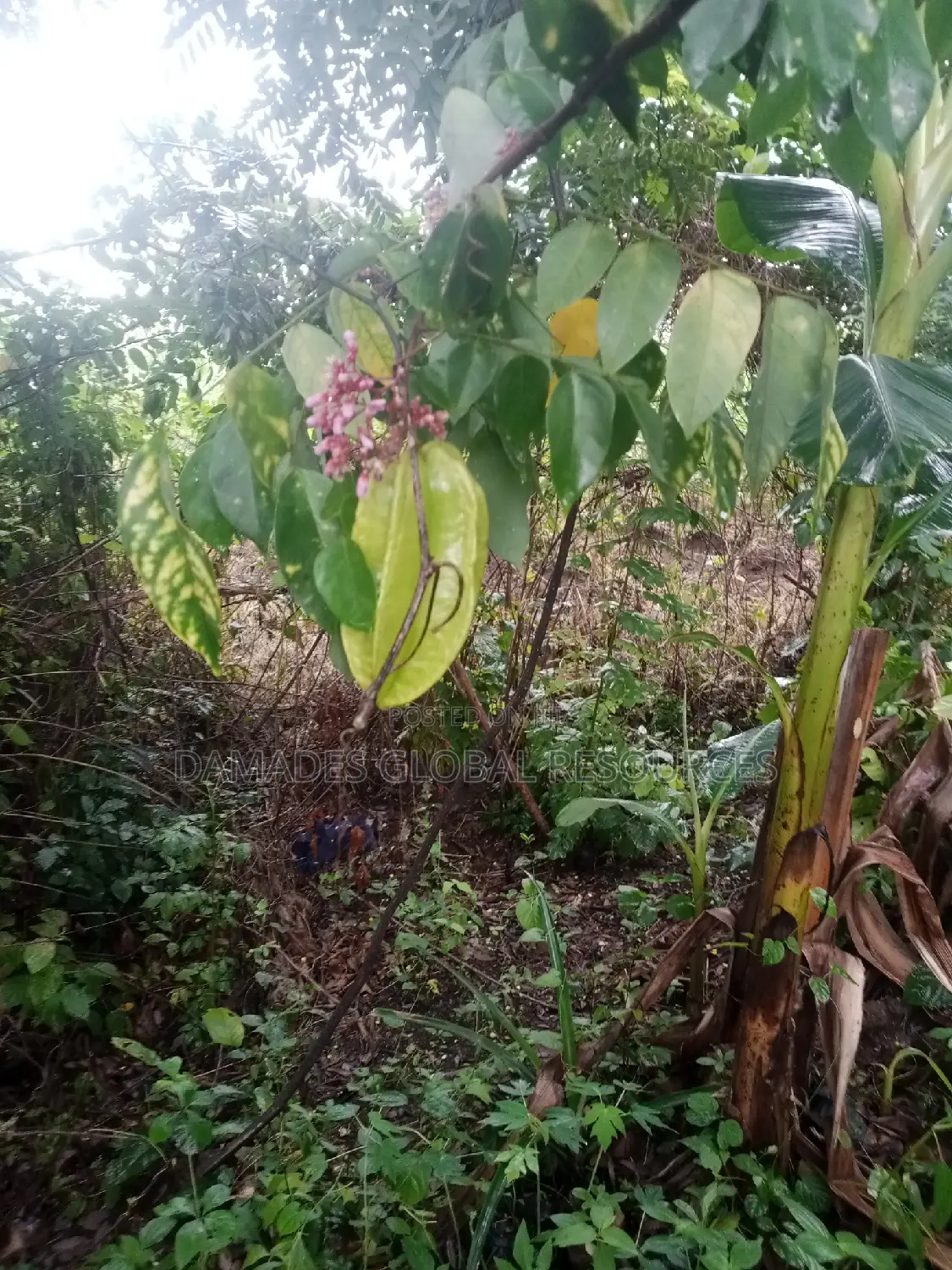 Star Fruit Plant Seedling