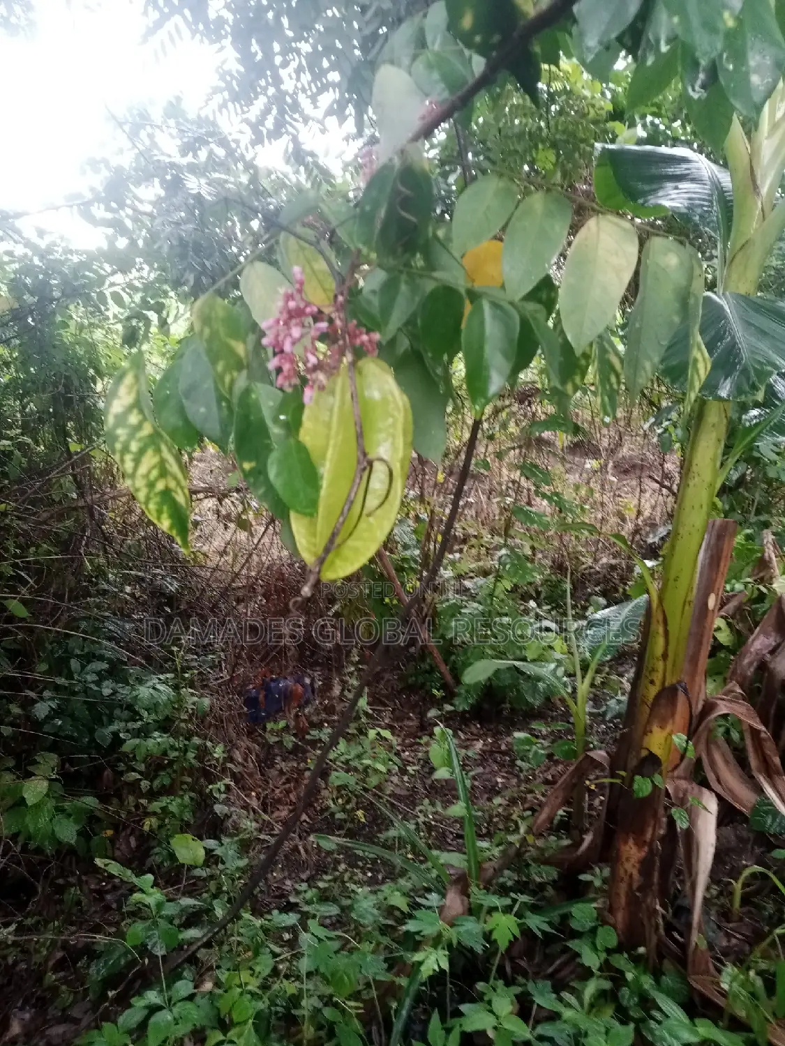 Star Fruit Plant Seedling