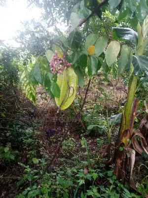 Star Fruit Plant Seedling