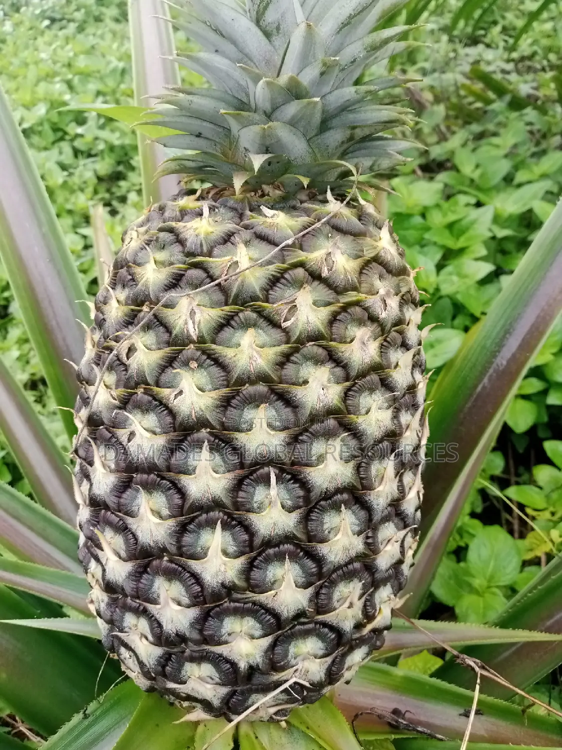 Pineapple Sucker(Smooth Cayenne)
