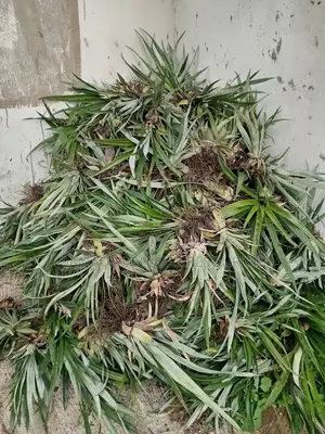 Pineapple Sucker(Smooth Cayenne)