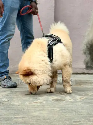 1+ year Male Purebred Chow Chow