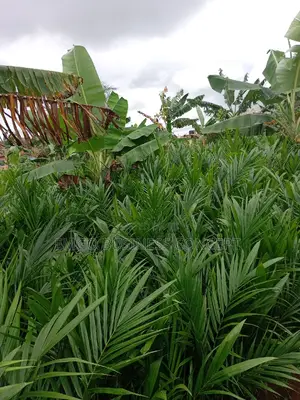 Special Tenera Hybrid Palms Seedlings