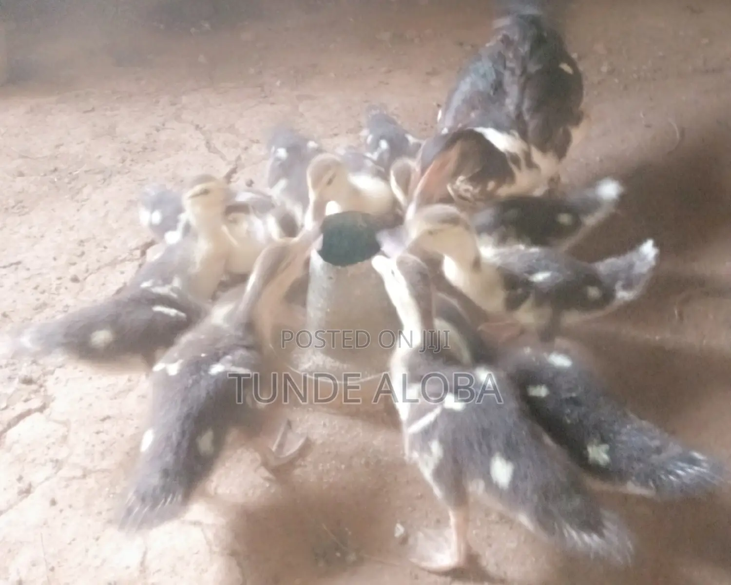 Ducklings for Sale