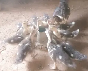 Ducklings for Sale
