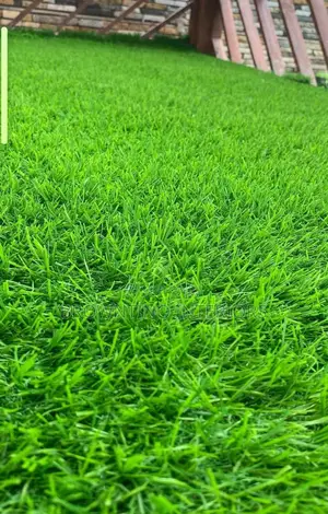 Carpet Grass