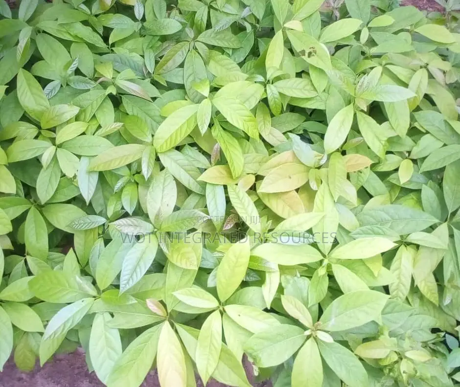 Quality Seedlings