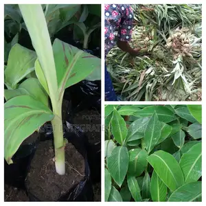 Quality Seedlings