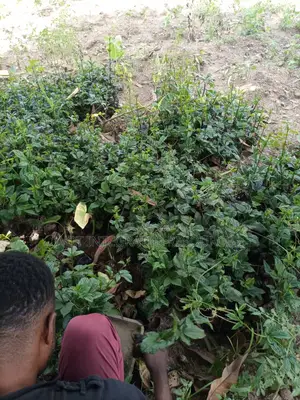 Quality Seedlings