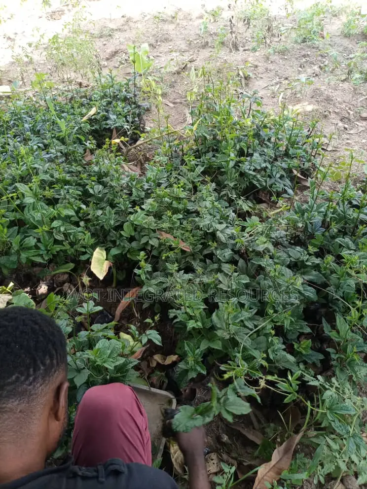 Quality Seedlings