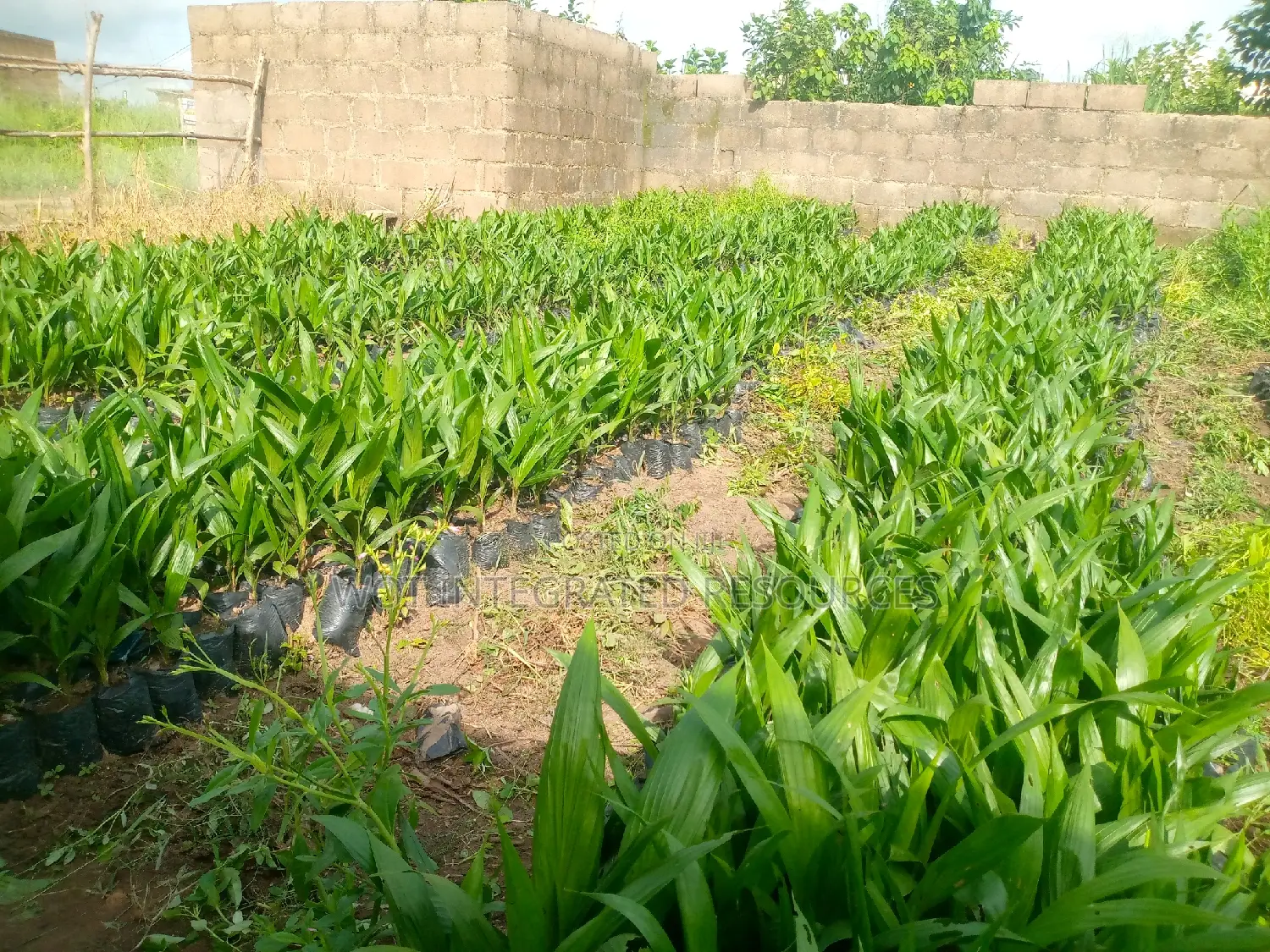 Quality Seedlings