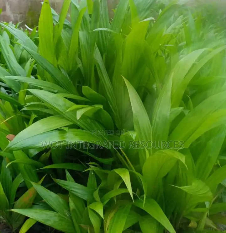 Quality Seedlings