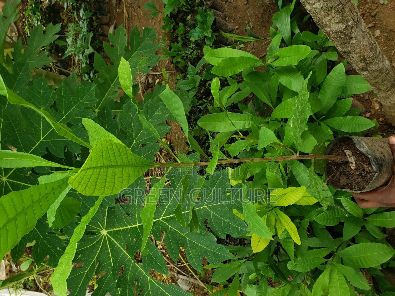 Hybrid Cashew Seedlings